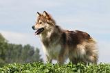 CHIEN FINNOIS DE LAPONIE 659